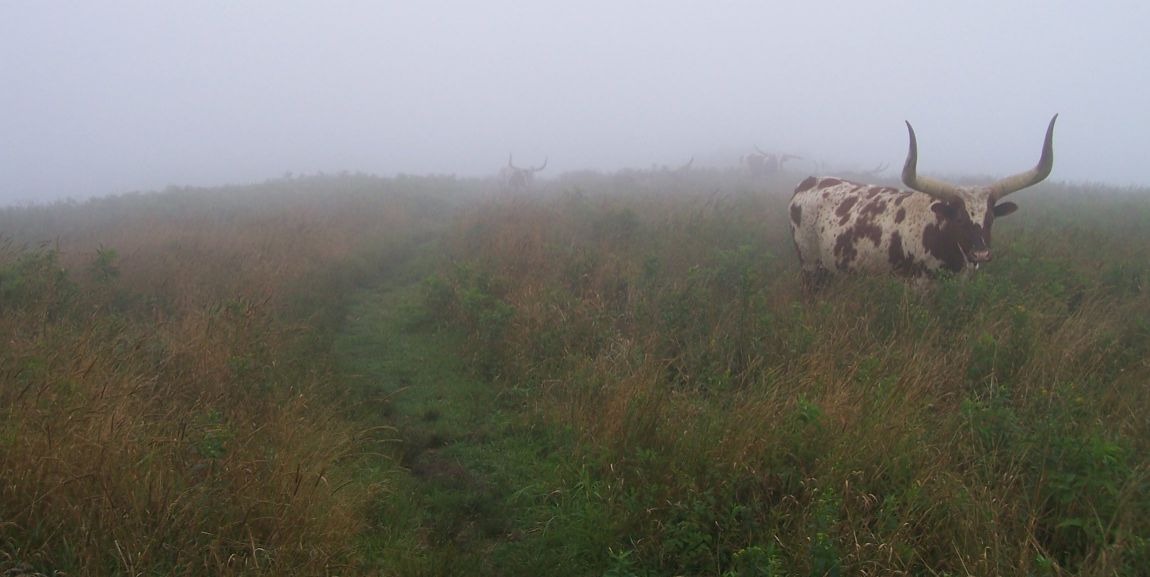 A herd of longhorn cows greeted us on the trail